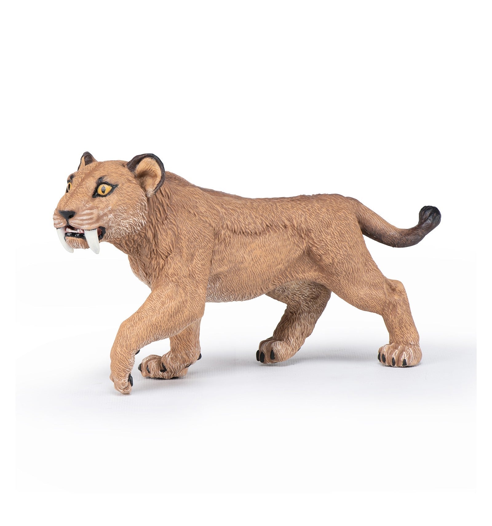 Young Smilodon