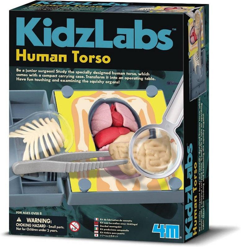 4M Kidzlabs Human Science : HUMAN TORSO ANATOMY