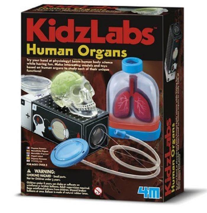 4M KidzLabs Human Organs