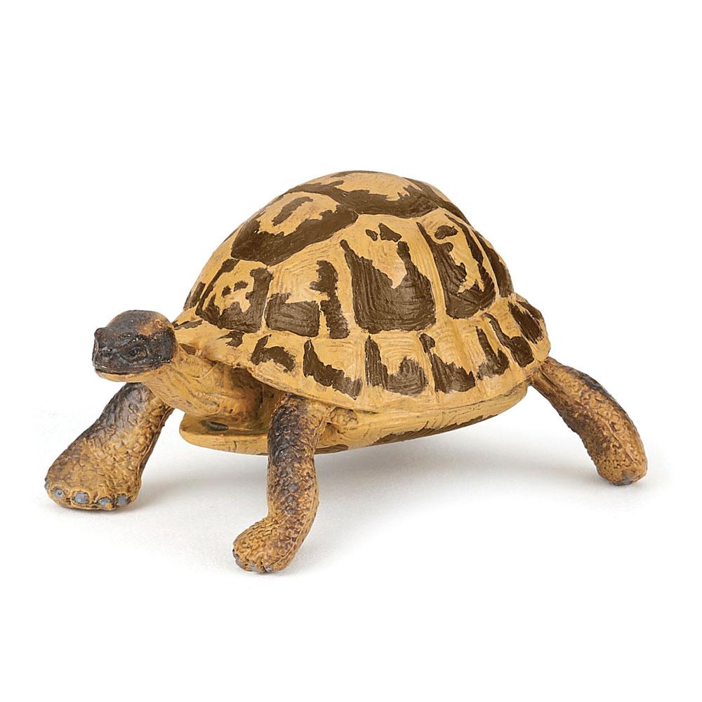 Hermann's Tortoise (Griekse Landschildpad)