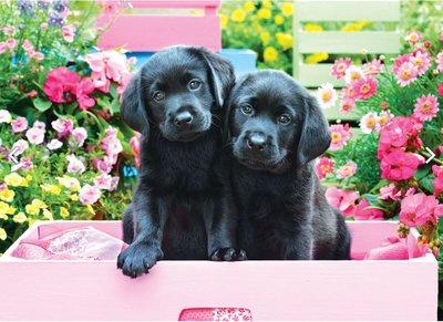 Puzzel Black labs in pink box (1000 st)
