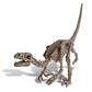 4M Graaf je dinosaurus Velociraptor op